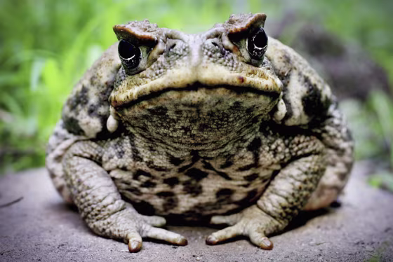 Cane Toads Blamed For Crocodile Deaths