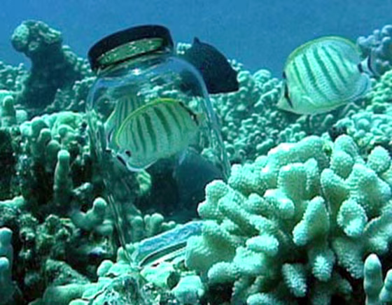 Male butterflyfish inspects and postures at a bottled fish pair that was introduced into its feeding territory. Wild fish produce sounds to intruders, and also their mates.