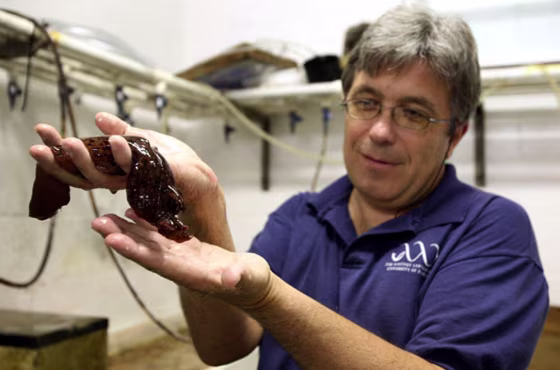 Leonid Moroz with a marine snail at the University of Florida Whitney Laboratory for Marine Bioscience.