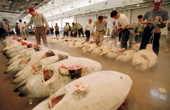 Fish wholesalers check frozen tunas before the day's auction at a fish market near Tokyo in this file photo.