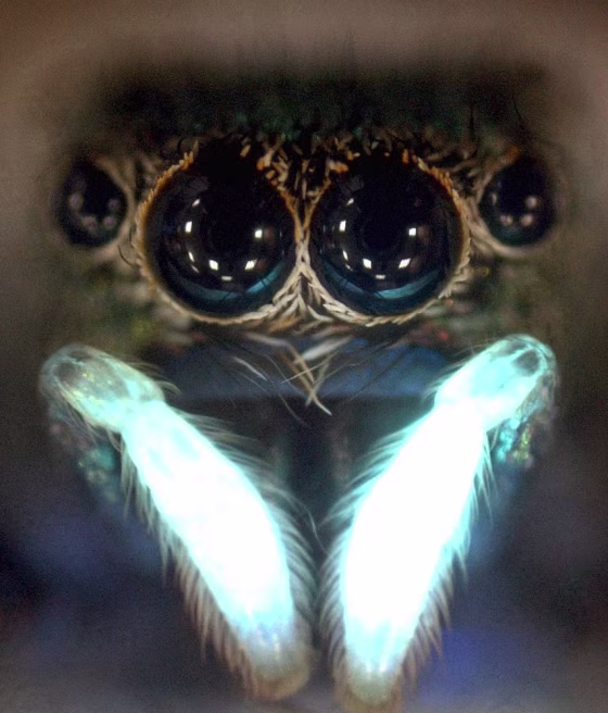 A close-up of a jumping spider's face highlights markings that glow in ultraviolet light. Such markings appear to be a "crucial prerequisite for courtship," researchers say.