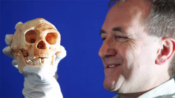 Professor Chris Stringer, Head of Human Origins at London's Natural History Museum, holds a cast taken from a skull that is said to be that of a new species in the evolution of man named 'Homo Floresiensis."