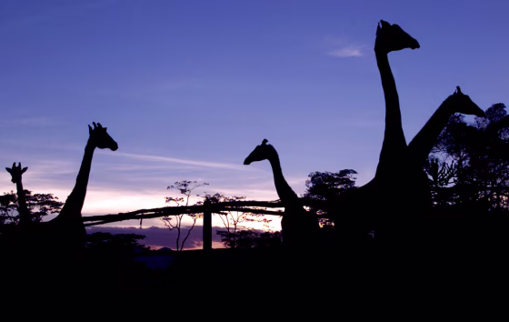GIRAFFES BROWSE AT DUSK AT THE AFRICAN FUND FOR ENDANGERED WILDLIFE CENTER NEAR NAIROBI