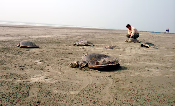 A man watches dead turtles on the Cox's Bazar beach