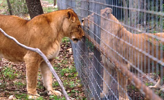 South Africa's new laws protect lions from being hunted until two years after they are released into the wild and have developed survival instincts.