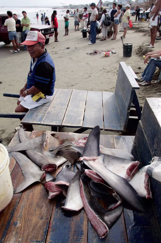 A fisherman sits near shark fins at a beach in Manta, Ecuador