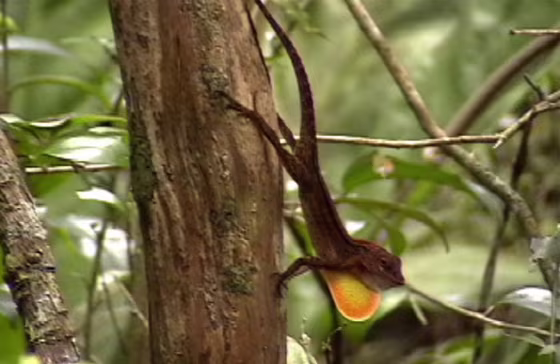 Anole lizards&nbsp;in the Caribbean National Forest in Puerto Rico can spot a rival lizard up to 80 feet away.