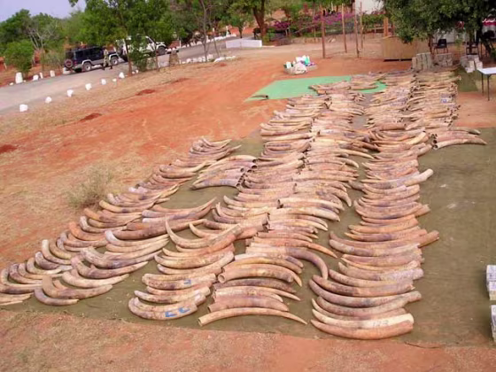 Tusks from the second-largest contraband ivory recovery in history are laid out on the ground in Singapore after they were seized in 2002.