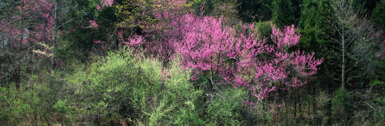 Redbuds and Dogwoods in the Spring