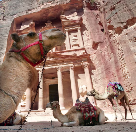 (FILES) -- Camels rest 16 June 2002 in f