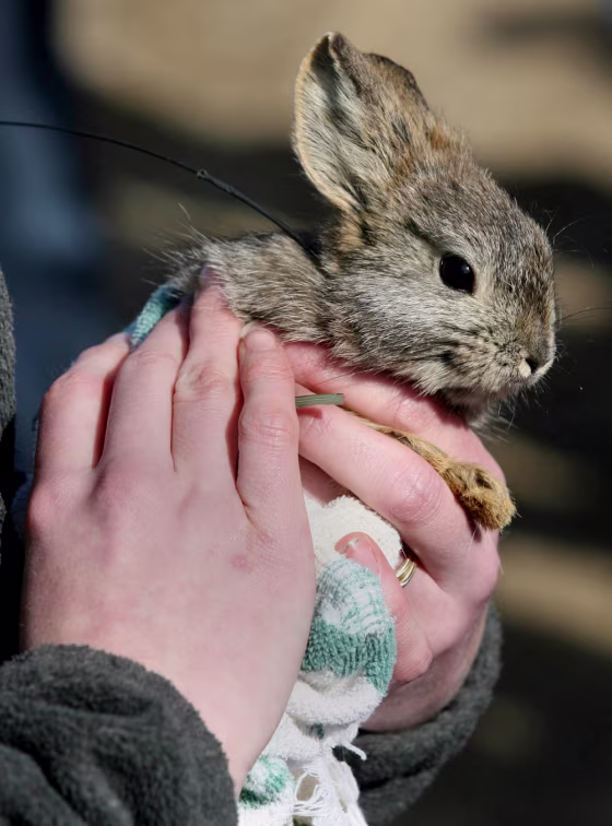"Grasshopper" is held Tuesday just before it and 19 other pygmy rabbits were released into the wild near Ephrata, Wash.