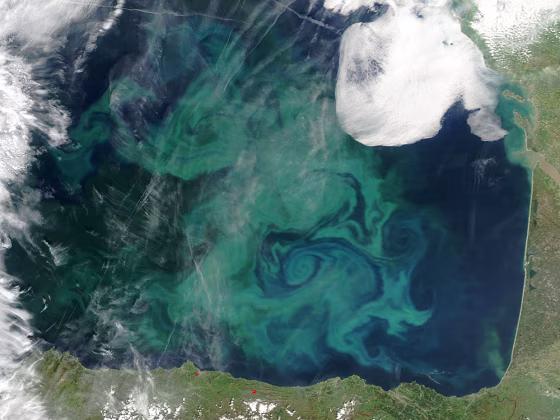 A satellite captured this image of swirls in France's Bay of Biscay that are a bloom of phytoplankton —&nbsp;tiny, shrimp-like creatures that absorb carbon dioxide from the atmosphere. That has led to research into artificially creating the blooms to absorb more CO2 and, hopefully, slow global warming.