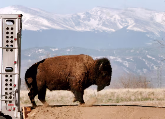 A wild bison bull transferred from Montana leaves a truck on the Colorado prairie near Commerce City