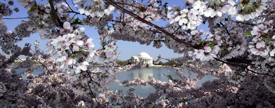 Cherry blossoms line the Tidal Basin in Washington near the Jefferson Memorial.