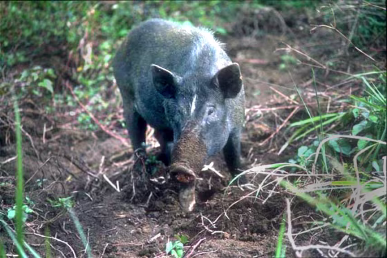 New findings challenge the established notions that humans, pigs and all of their additional living and cultural accoutrements embarked from Taiwan as a single unit.