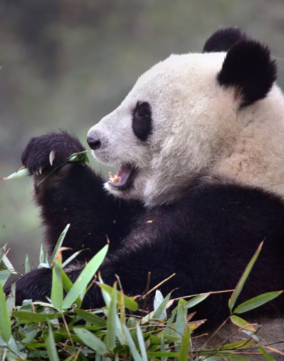 A giant panda eats bamboo at Chengdu Giant Panda Breeding Base in Sichuan province, China. Researchers at the giant panda reserve are looking for paper mills to process their surplus of fiber-rich panda excrement into high quality paper.