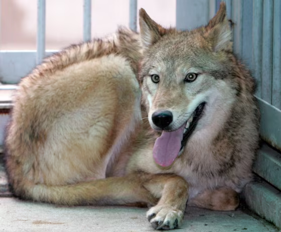 A cloned wolf is seen in a cage at a veterinary hospital of the Seoul Grand Park in Kwachon