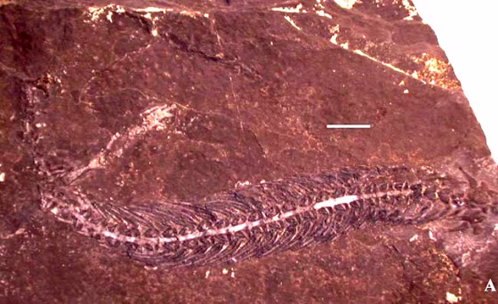 Specimen of the snake-like lizard, Adriosaurus microbrachis. 