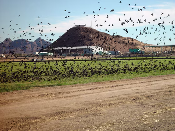 Blackbirds feast not only in sunflower fields but in feedlots like this one. North Dakota lawmakers could pass a law to allow poisoning of the birds in order to protect the state's biggest crop.