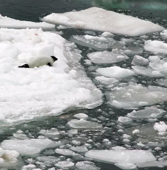 A harp seal pup lies on a melting pan of ice in the Gulf of St. Lawrence