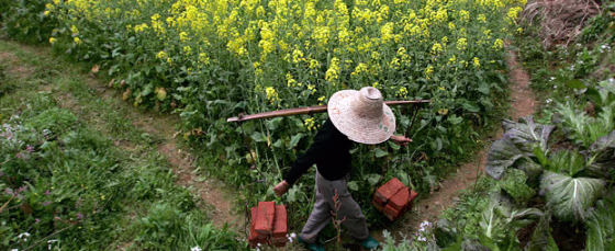 Farmer walks past farm in Wuyuan