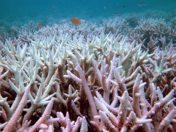 CORAL BLEACHING
