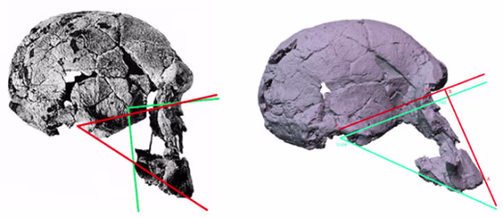 The left image shows the original reconstruction of KNM-ER 1470, a 1.9 million-year-old early human skull discovered in Kenya. On the right is Timothy Bromage’s computer-simulated reconstruction, which shows the same skull with a distinctly protruding jaw. The green and red lines mark the location of the eyes, ears, and mouth, which must be in precise relationship to one another in all mammals.