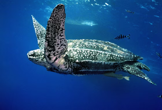 Leatherback turtles like this one are of a species that has inhabited the oceans for 100 million years. 