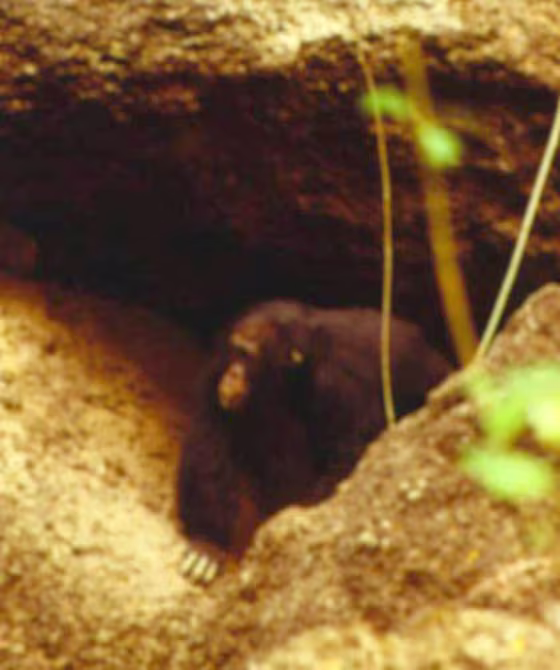 A male chimpanzee near a cave. Scientists find that savannah chimpanzees can seek refuge in caves, much like our earliest human ancestors.