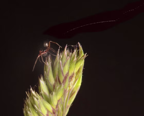 A money spider (Linyphiidae family) stands on a grass-seed head in pre-ballooning posture, ready to take off. 