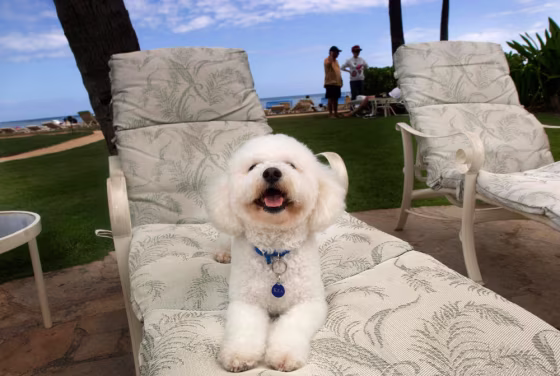 Kea, a 6-month old Bishon Frise, owned by Valerie and Larry Wilson poses on a lounge chair at The Kahala Hotel and Resort in Honolulu, Hawaii. The rules have changed, making it easier to travel to the islands with your pet.