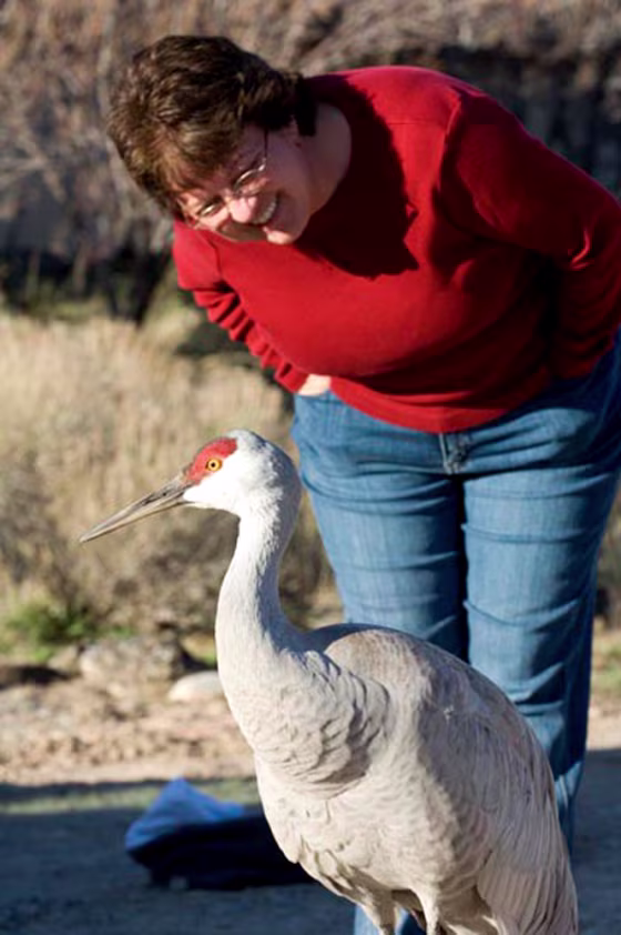 The Colorado sandhill crane "Baby" interacts with his preferred company - a human. 