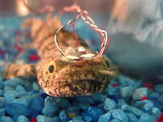 Scientists compared fossil sutures of extinct amphibians with the living freshwater fish, Polypterus. 