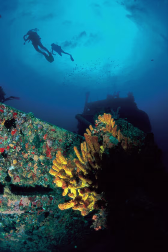 Divers drift over the slumbering sponge and coral garden that once was the Superior Producer.