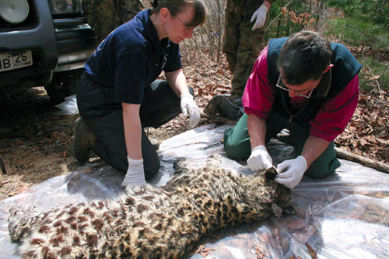 Experts examine the body of the Amur leopard shot dead in Russia's Far East.