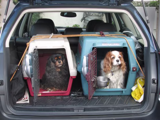 Columnist Kim Campbell Thornton traded in her Mazda Miata for a Subaru Outback that would give Bella and Twyla a smooth ride.