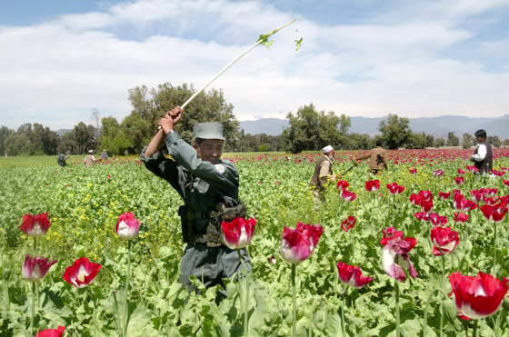 An Afghan police officer destroys opium poppies during an eradication campaign in Nangarhar province, east of Kabul, in April.