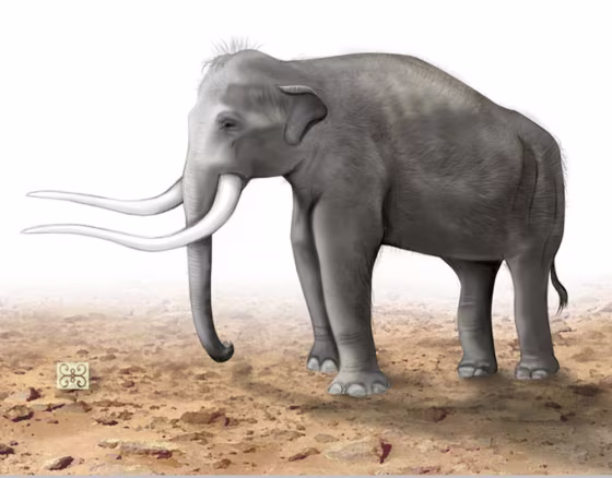 Mastodons are easily confused with elephants and mammoths. All three animals belong to the order Proboscidea, but mastodons were smaller than mammoths and have straight tusks. 