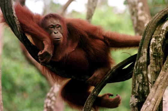 Think orangutans just swing around? Actually, it's orangutans — not chimps — that can walk most like people.