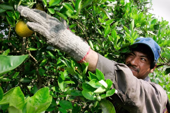 Celestino Galindo Dominguez, 34, of Veracruz, Mexico, picks oranges at a citrus farm owned by Sorrells Brothers Inc. in the Central Florida town of Arcadia, Fla. He is working in the country as a temporary worker with an H-2A agriculture work visa.