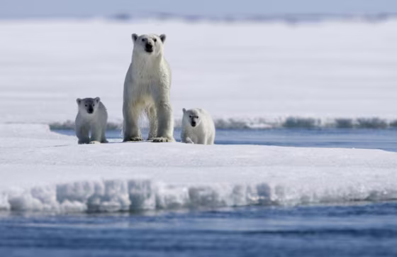 The documentary 'Arctic Tale' follows the lives of Nanu and her two cubs, as well as the challenges of a walrus herd.