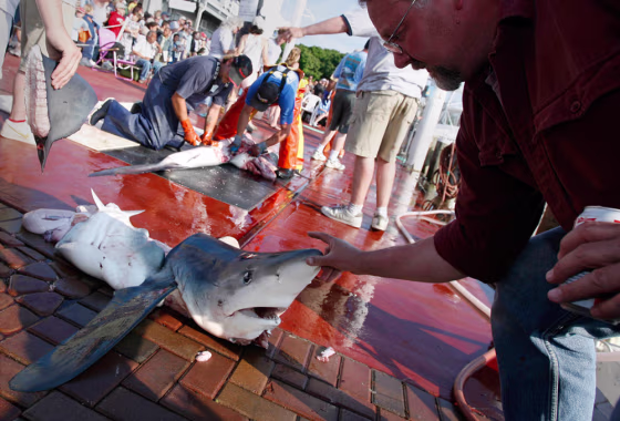 A man looks over the remains of a shark that was caught during the Star Island Yacht Club shark tournament in Montauk, New York
