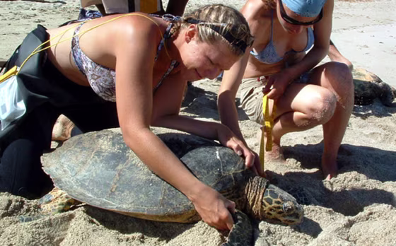The Earthwatch Institute lets volunteers join with scientists on an exciting, diverse range of projects taking place all over the world. 