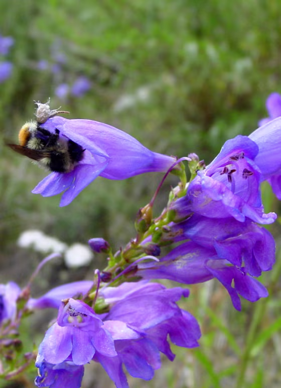 Bumblebee visiting a violet flower