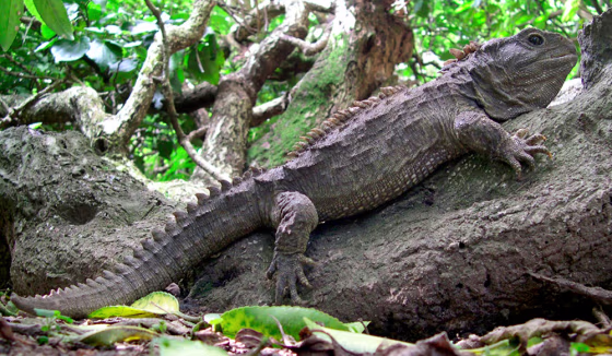 To match feature NEWZEALAND-TUATARA/