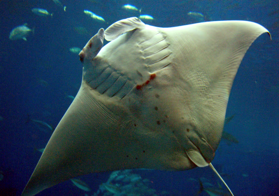 The giant manta ray baby that was believed to be the first born in captivity died Thursday June 21, after being abused by its father.