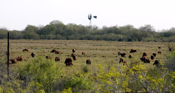 King Ranch