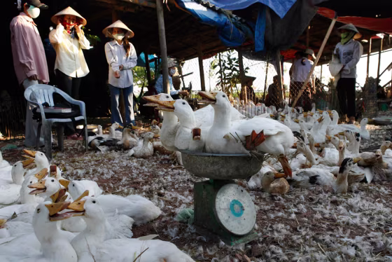 Ducks are loaded on weighing-scale at whole-sale poultry market in Hatay province, outside Hanoi