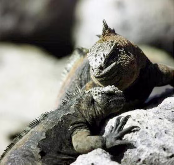 Female Galapagos marine iguana, bottom, will search until she dies for her perfect mate.