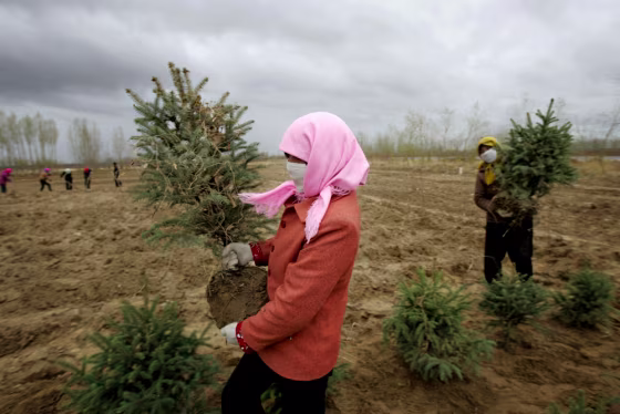 Villagers plant trees in China's Gansu&nbsp;province&nbsp;last&nbsp;April 16 as part of what so far has been a losing battle against desertification.